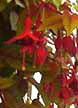 fuchsias fuchsia  Fuchsias fuchsia fuchsias fuchsias