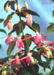fuchsias fuchsia  Fuchsias fuchsia fuchsias fuchsias