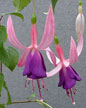 fuchsias fuchsia  Fuchsias fuchsia fuchsias fuchsias