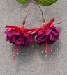 fuchsias fuchsia  Fuchsias fuchsia fuchsias fuchsias