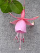 fuchsias fuchsia  Fuchsias fuchsia fuchsias fuchsias