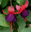 fuchsias fuchsia  Fuchsias fuchsia fuchsias fuchsias