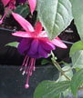 fuchsias fuchsia  Fuchsias fuchsia fuchsias fuchsias