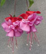 fuchsias fuchsia  Fuchsias fuchsia fuchsias fuchsias