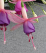 fuchsias fuchsia  Fuchsias fuchsia fuchsias fuchsias