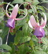fuchsias fuchsia  Fuchsias fuchsia fuchsias fuchsias