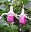 fuchsias fuchsia  Fuchsias fuchsia fuchsias fuchsias