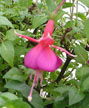 fuchsias fuchsia  Fuchsias fuchsia fuchsias fuchsias