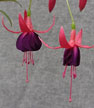 fuchsias fuchsia  Fuchsias fuchsia fuchsias fuchsias