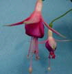 fuchsias fuchsia  Fuchsias fuchsia fuchsias fuchsias