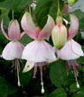 fuchsias fuchsia  Fuchsias fuchsia fuchsias fuchsias