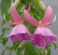 fuchsias fuchsia  Fuchsias fuchsia fuchsias fuchsias