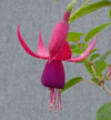 fuchsias fuchsia  Fuchsias fuchsia fuchsias fuchsias