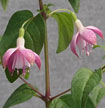 fuchsias fuchsia  Fuchsias fuchsia fuchsias fuchsias