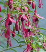 fuchsias fuchsia  Fuchsias fuchsia fuchsias fuchsias