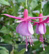 fuchsias fuchsia  Fuchsias fuchsia fuchsias fuchsias