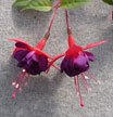 fuchsias fuchsia  Fuchsias fuchsia fuchsias fuchsias