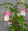 fuchsias fuchsia  Fuchsias fuchsia fuchsias fuchsias