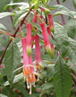 fuchsias fuchsia  Fuchsias fuchsia fuchsias fuchsias