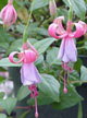 fuchsias fuchsia  Fuchsias fuchsia fuchsias fuchsias