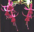 fuchsias fuchsia  Fuchsias fuchsia fuchsias fuchsias