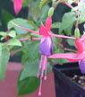 fuchsias fuchsia  Fuchsias fuchsia fuchsias fuchsias