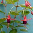 fuchsias fuchsia  Fuchsias fuchsia fuchsias fuchsias