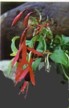 fuchsias fuchsia  Fuchsias fuchsia fuchsias fuchsias