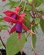 fuchsias fuchsia  Fuchsias fuchsia fuchsias fuchsias