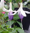 fuchsias fuchsia  Fuchsias fuchsia fuchsias fuchsias