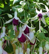 fuchsias fuchsia  Fuchsias fuchsia fuchsias fuchsias