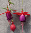 fuchsias fuchsia  Fuchsias fuchsia fuchsias fuchsias