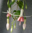 fuchsias fuchsia  Fuchsias fuchsia fuchsias fuchsias