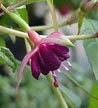 fuchsias fuchsia  Fuchsias fuchsia fuchsias fuchsias