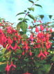 fuchsias fuchsia  Fuchsias fuchsia fuchsias fuchsias