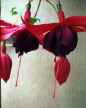 fuchsias fuchsia  Fuchsias fuchsia fuchsias fuchsias