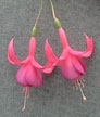 fuchsias fuchsia  Fuchsias fuchsia fuchsias fuchsias