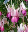 fuchsias fuchsia  Fuchsias fuchsia fuchsias fuchsias