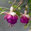 fuchsias fuchsia  Fuchsias fuchsia fuchsias fuchsias