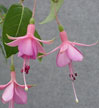 fuchsias fuchsia  Fuchsias fuchsia fuchsias fuchsias