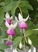 fuchsias fuchsia  Fuchsias fuchsia fuchsias fuchsias