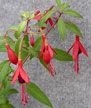 fuchsias fuchsia  Fuchsias fuchsia fuchsias fuchsias