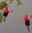 fuchsias fuchsia  Fuchsias fuchsia fuchsias fuchsias