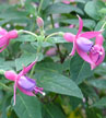 fuchsias fuchsia  Fuchsias fuchsia fuchsias fuchsias