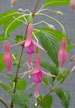 fuchsias fuchsia  Fuchsias fuchsia fuchsias fuchsias