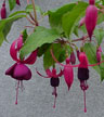 fuchsias fuchsia  Fuchsias fuchsia fuchsias fuchsias