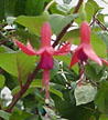 fuchsias fuchsia  Fuchsias fuchsia fuchsias fuchsias