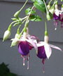 fuchsias fuchsia  Fuchsias fuchsia fuchsias fuchsias