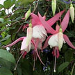 fuchsias fuchsia  Fuchsias fuchsia fuchsias fuchsias