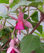 fuchsias fuchsia  Fuchsias fuchsia fuchsias fuchsias